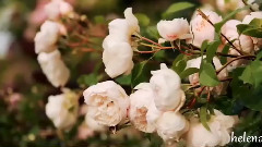 Lara Fabian,音乐短片 - You're Not From Here