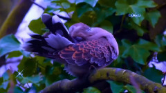 Earth. Mysterious World