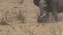 疯狂动物打架-狮子,鳄鱼,蟒蛇,鹿,