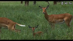 狒狒Vs豹,鹿,鳄鱼,蟒蛇