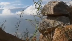 山丹丹花开红艳艳