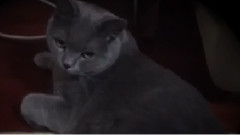 鹿晗 - 来自Cat大人的心声 总有刁民想害朕!