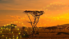 La saison des pluies