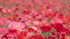 待到山花烂漫时