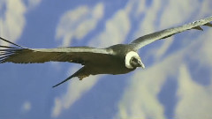 Flying Condor