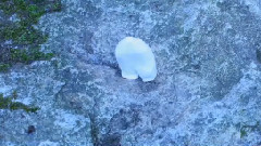 Tom Rosenthal - Miffed