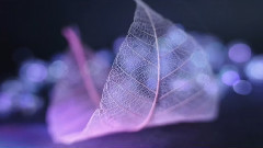 日本武士桑音乐作品 相思花