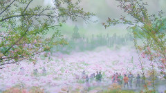 日本武士桑音乐作品 千本樱