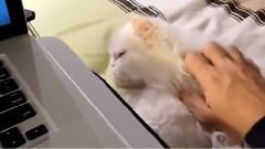 Meow Star People Tame Man Servant