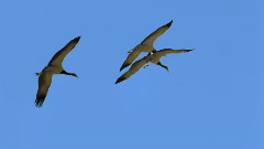 莫扎特,音乐短片 - D大调双钢琴奏鸣曲(K448) 第二乐章