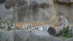 柏林动物园 儿童们的节日