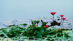 Stamatis Spanoudakis - Lady Water Lily ... (music Stamatis Spanoudakis )