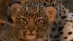 The Cheetah War Python!