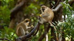 Bandari,音乐短片 - 班得瑞新世纪音乐精选 叁