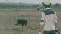 影视原声 - 电视剧<警犬卡尔>花絮