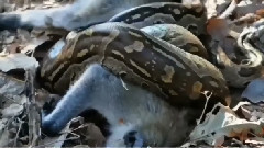 Baboons Met With Python