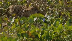 The Crocodile Sometimes Can Only Be Planted