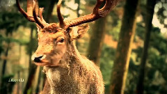 Yanni,音乐短片 - Nine