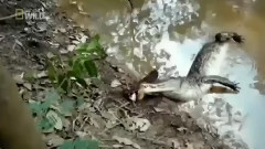 Crocodiles Are Natural Enemies