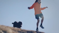 林荫小道与忠犬