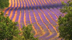 Лесное благоухание