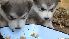 Little milk dog in Alaska