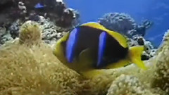 Stamatis Spanoudakis,音乐短片 - A Secret Word