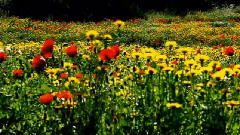 Michel Pépé,音乐短片 - Serenite