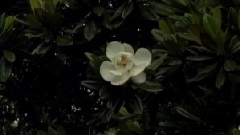 范琳琳 - 苦乐年华