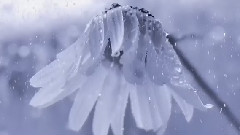 Jascha Heifetz - Mendelssohn - On Wings Of Song, Op.34, No.2