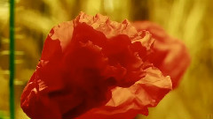 Secret Garden - Heartstrings