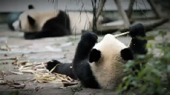 保护大自然之熊猫篇