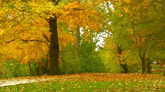 Fabrizio Paterlini,音乐短片 - Autumn Dream