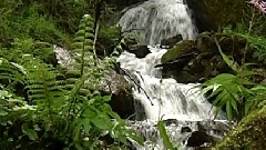 民乐群星 - 纳里西莫