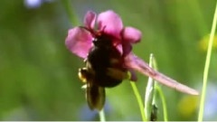 第二十一号钢琴协奏曲