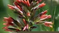 弦乐小夜曲第四乐章