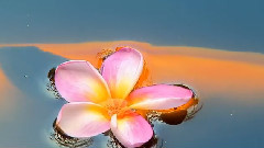 Giovanni Marradi,音乐短片 - Free