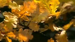 西洋乐 - 樱花恋