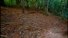 民乐群星 - 打雁