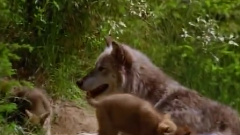 民乐群星 - 禅院钟声