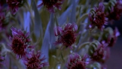 民乐群星 - 平湖秋月