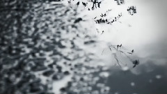 Silent Poets - ANOTHER TRIP from SUN