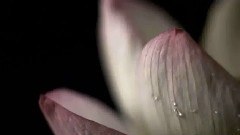 Diana Boncheva - Rainy Day