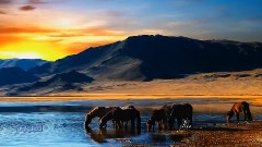 Secret Garden - Apassionata