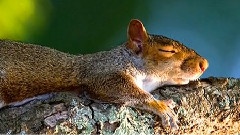 Giovanni Marradi - Joyful Spring