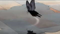 SNoW,动漫专属 - 逆さまの蝶