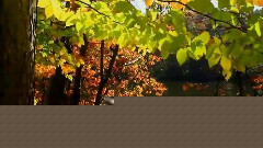 西洋乐 - 秋天的记忆