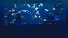 Aimer - Live At Anywhere Vol.12 Midnight Aqua Rhythm