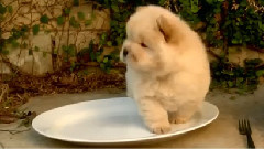 Chow Puppy Can't Get Out Of Bowl