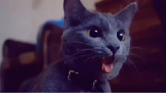 奇葩喵星人合辑